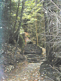 Un  chemin dans la forêt et un escalier montant
