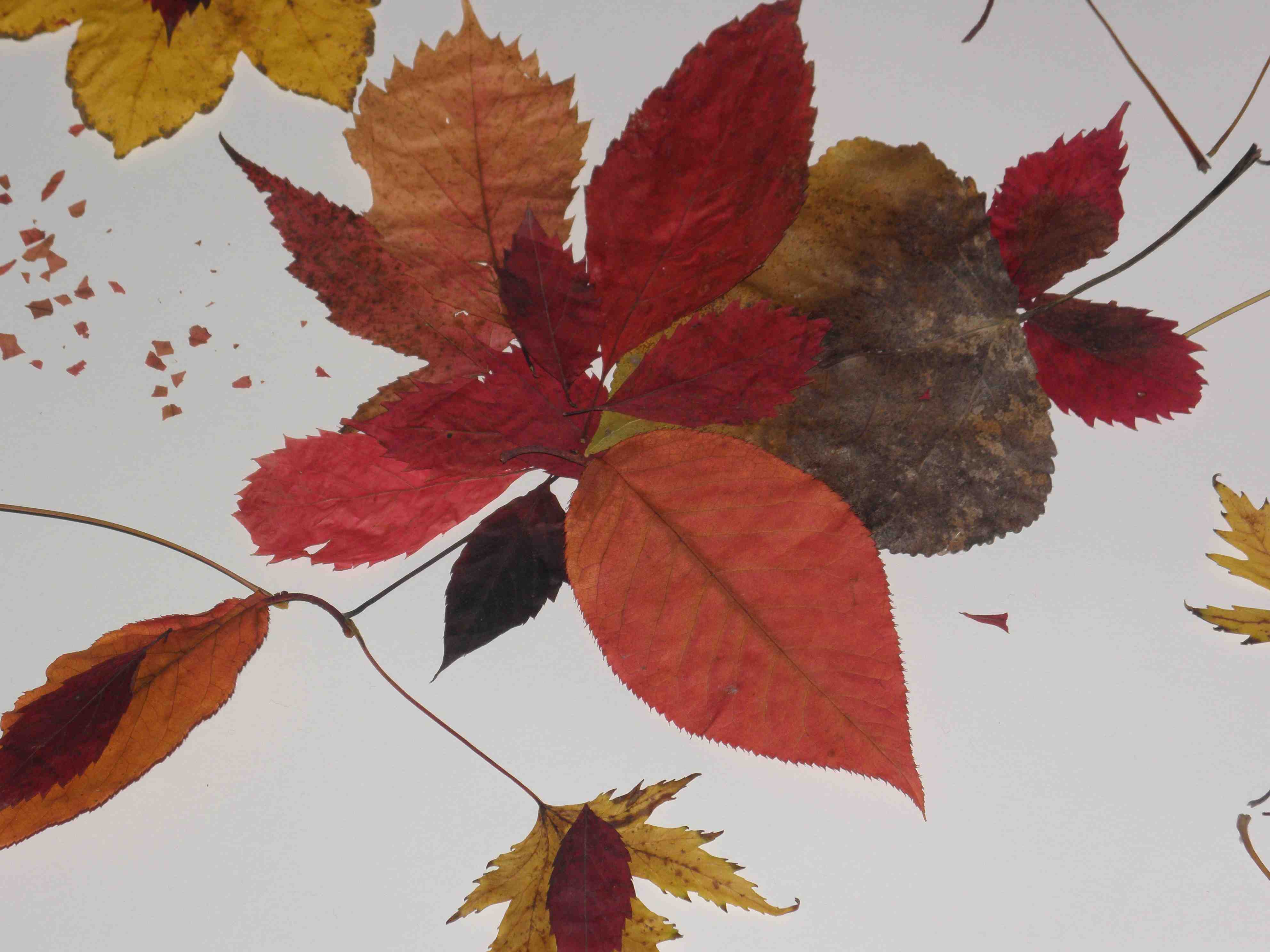 activité créatrice : feuilles d'automne
