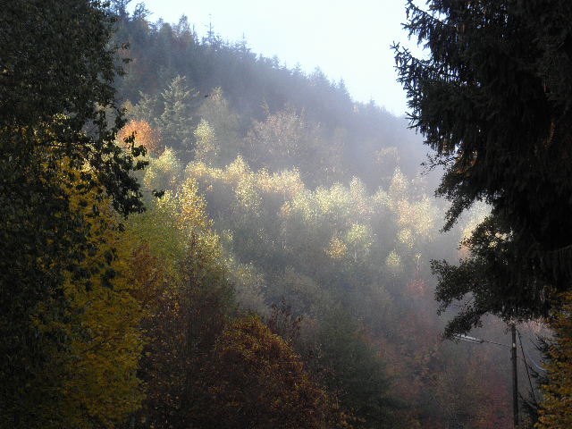 forêt d'automne